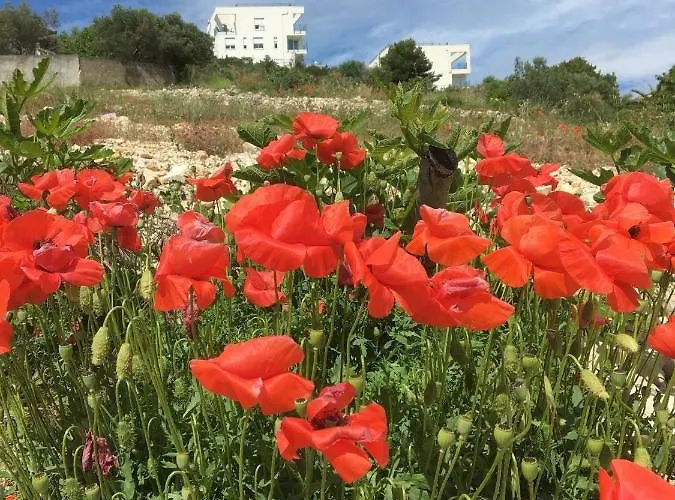 Julia * 特罗吉尔